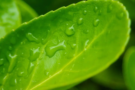 a green leaf with water drops on it