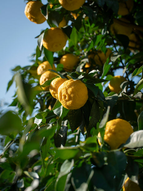 yellow fruit tree during daytime