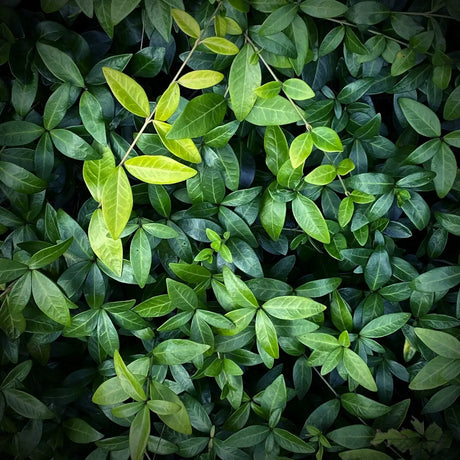 a close up of a plant with green leaves