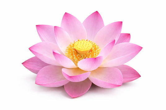 Una delicada flor de loto rosa con pétalos de gradiente suave que transitan a blanco en la base y un centro amarillo vibrante.