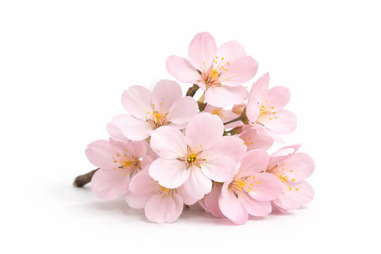 Un delicado racimo de flores de cerezo rosadas con pétalos suaves y translúcidos y estambres amarillos.