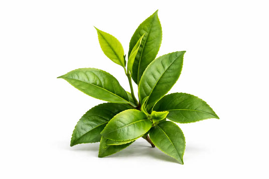 Hojas frescas de té verde brotando de un tallo central, con tonos variados de esmeralda y lima.