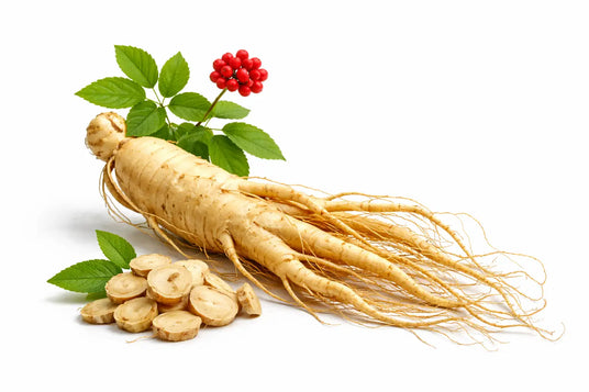 Una raíz completa de ginseng de color beige claro con una estructura nudosa y ramificada, y raíces finas, acompañada de hojas verdes frescas y racimos de bayas rojas brillantes.